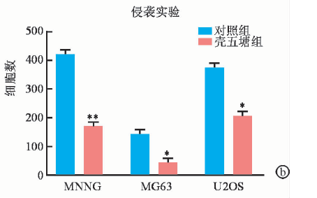 壳五糖对骨肉瘤细胞抗肿瘤作用的研究(图2)