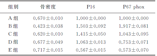 褐藻寡糖可以保护D-半乳糖诱导的骨质疏松(图1)