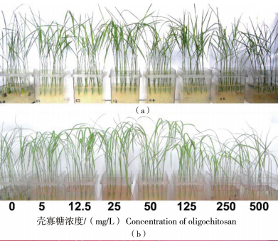 壳寡糖对水稻幼苗生长及抗逆性影响(图1)