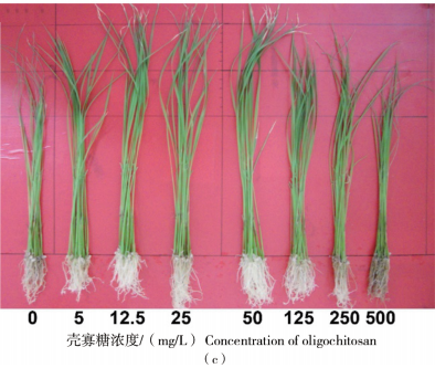 壳寡糖对水稻幼苗生长及抗逆性影响(图2)