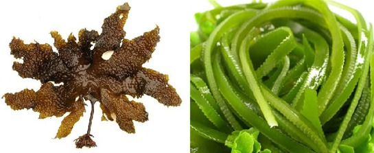 海藻提取物可降低腰围(图1)