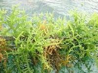 卡拉胶和卡拉胶寡糖简介(图1)