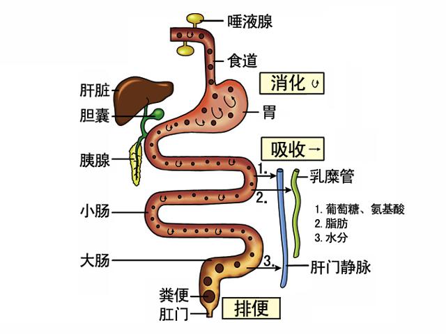 壳寡糖在人体中的吸收状况(图1)