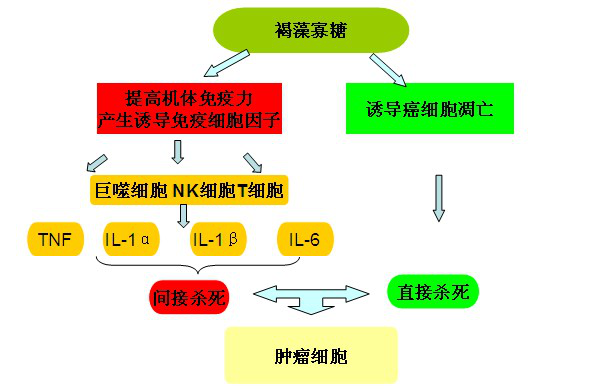  褐藻寡糖抗肿瘤机理(图1)
