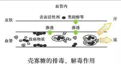 壳寡糖与酸性体质的不解之缘(图1)