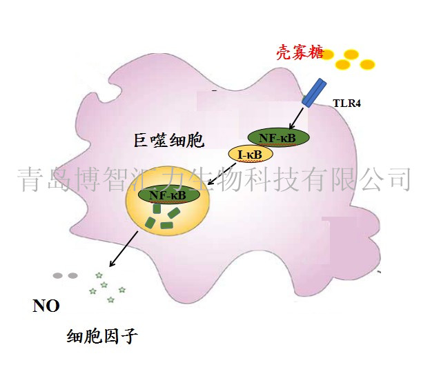 壳寡糖激活巨噬细胞机制(图1)