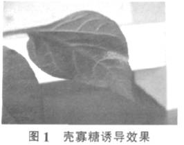壳寡糖诱导辣椒抗白粉病的初步研究(图2)