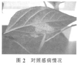 壳寡糖诱导辣椒抗白粉病的初步研究(图3)
