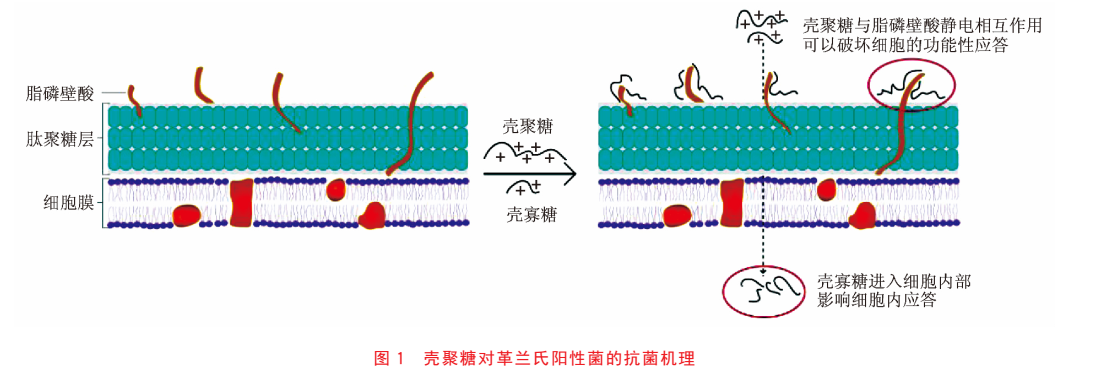 壳聚糖及壳寡糖等衍生物的抗菌机理(图1)