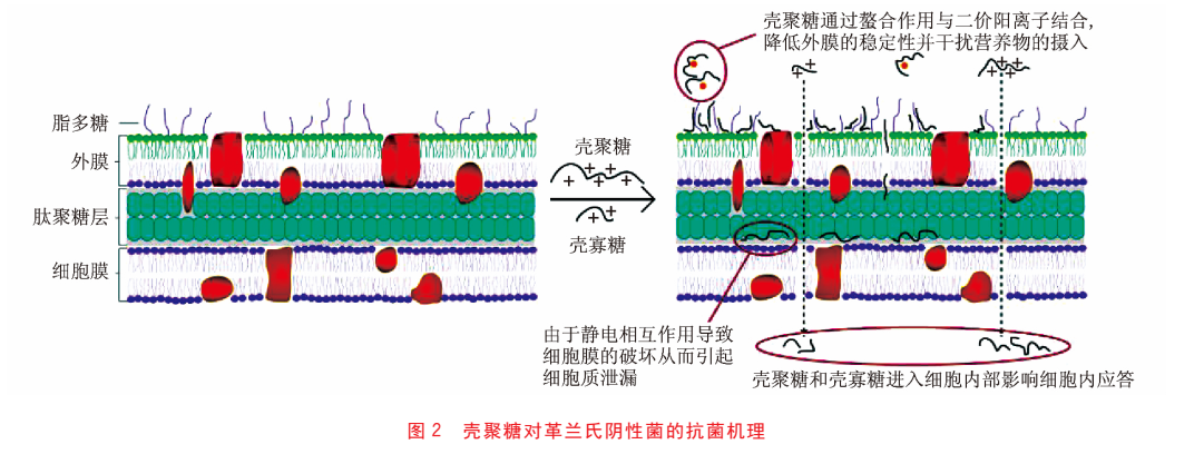 壳聚糖及壳寡糖等衍生物的抗菌机理(图2)