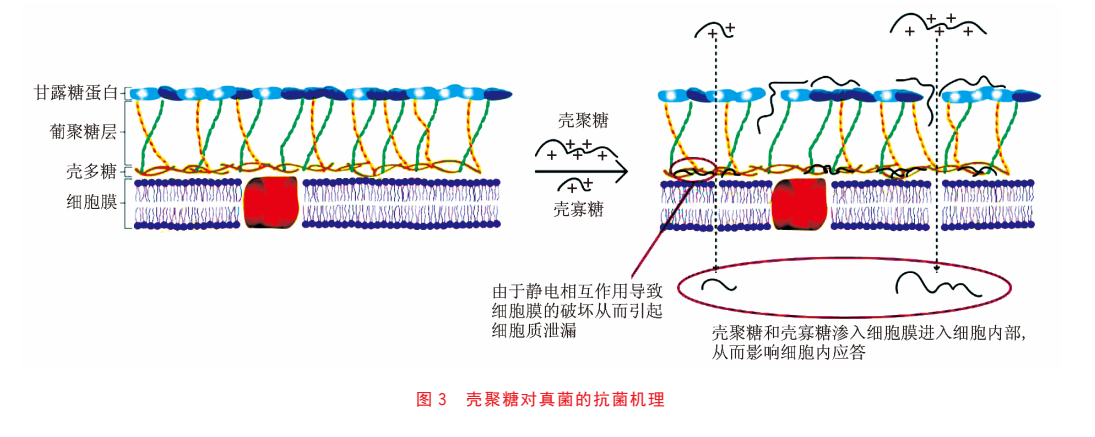 壳聚糖及壳寡糖等衍生物的抗菌机理(图3)